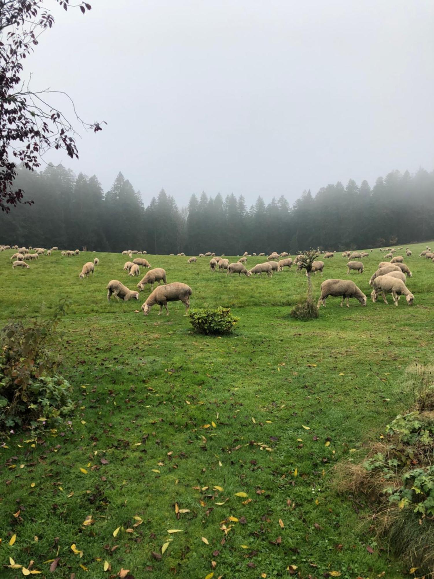 Solhof-Schoemberg Loßburg Esterno foto